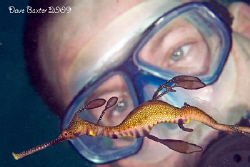 My diver buddy Tim with a weedy seadragon taken @ south mole by Dave Baxter 